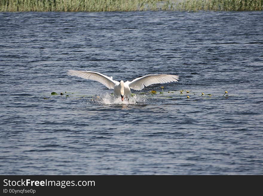 An adult swan touches down in a Somerset lake. An adult swan touches down in a Somerset lake