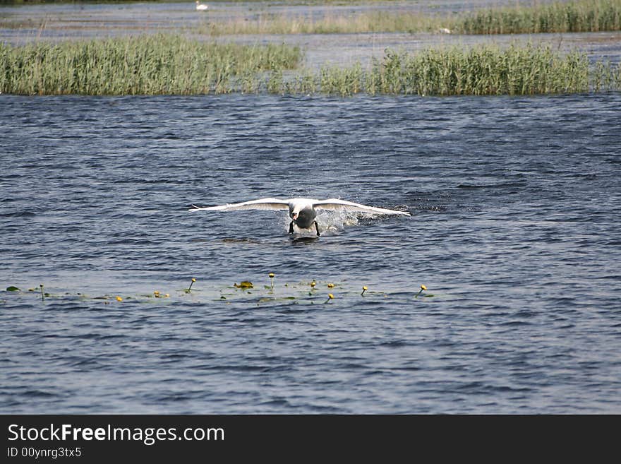 A Swan hotfoots it across the water in an English lake. A Swan hotfoots it across the water in an English lake