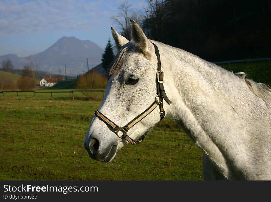 White horse on the sunny day