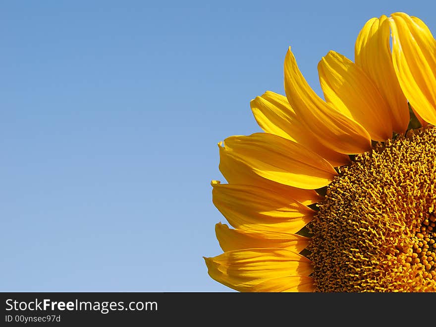 Quarter of a blooming sunflower, with blue sky background. Quarter of a blooming sunflower, with blue sky background