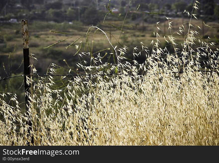 Wheat Field