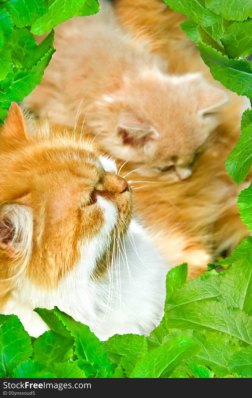 Close-up cats in a framework from leaves