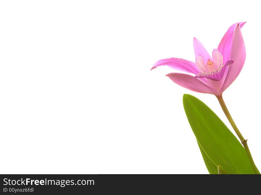 Pink Orchid Flower