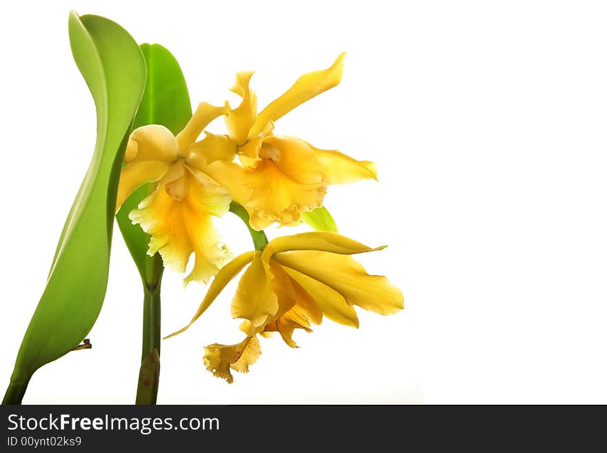 Yellow Orchid Flower