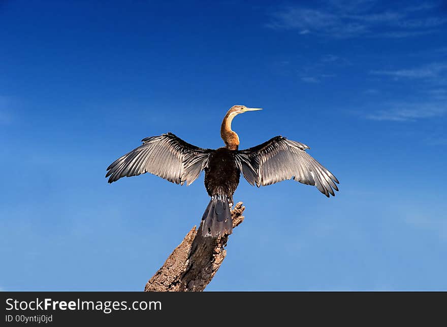 African Darter