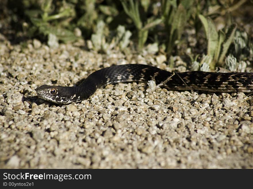 Coachwhip Snake