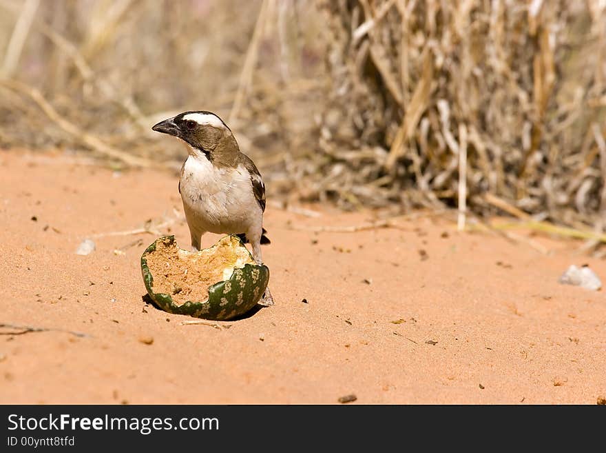 Bird in Kgalagadi Transfrontier Park eating a Tsamma Melon