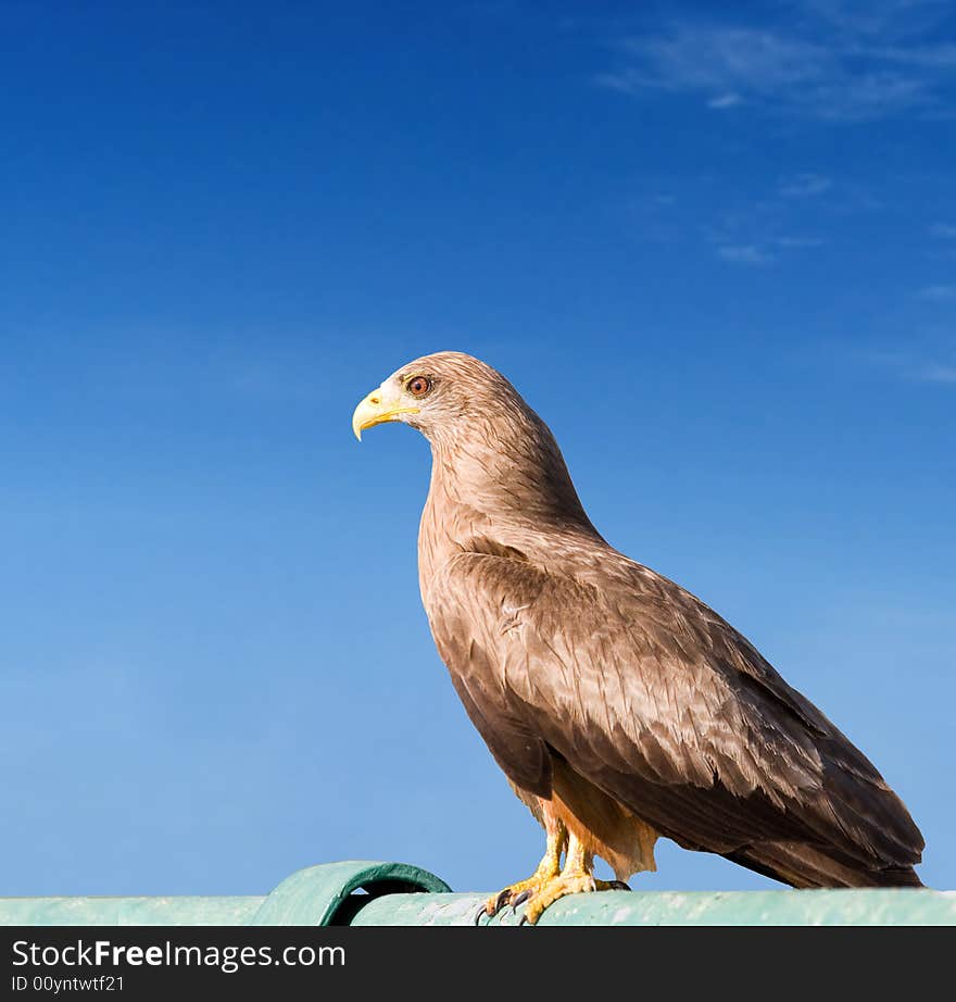 Snake Eagle