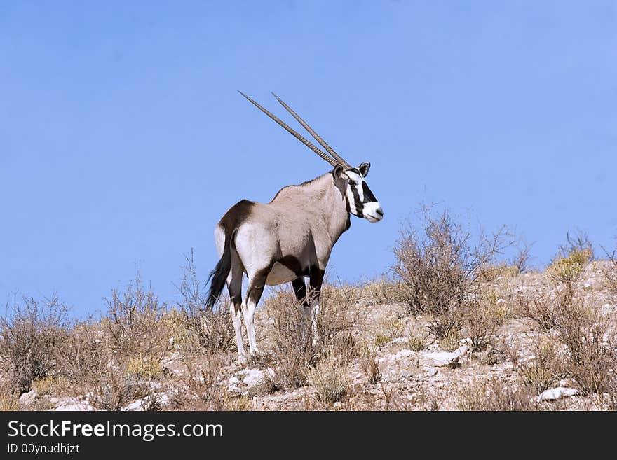 Gemsbok in Kgalagadi Transfrontier Park