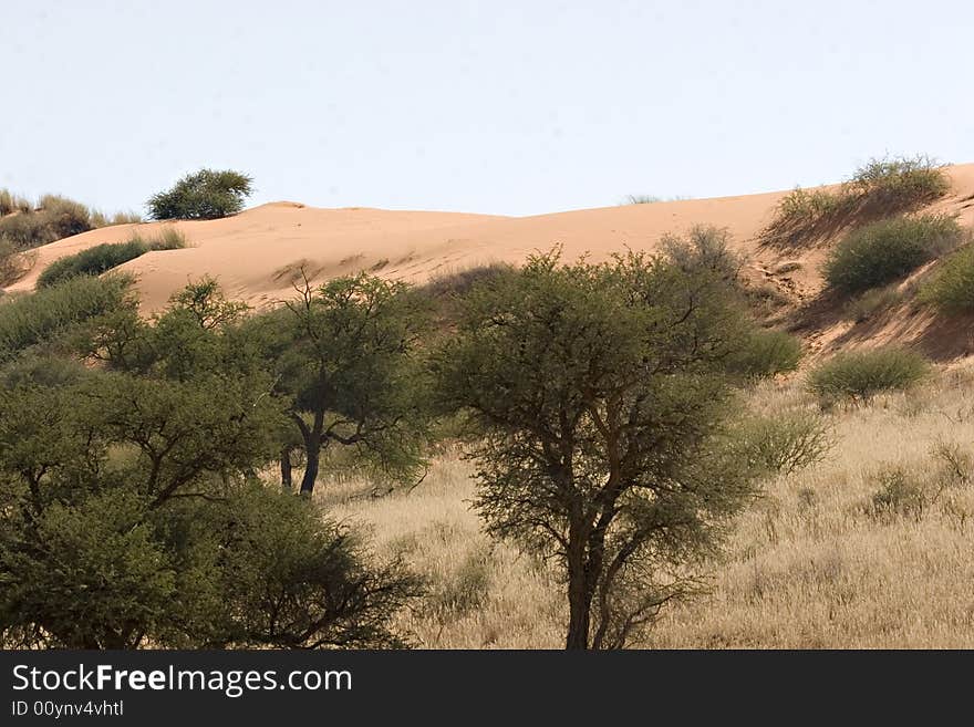 Sand dune in Kgalagadi Transfrontier Park in South Africa