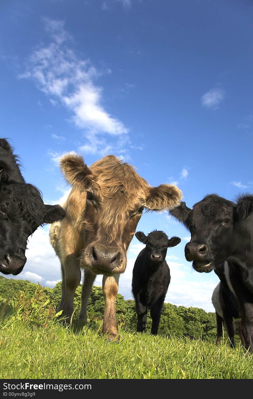 English countryside scene with Belted Galloway cattle and calves. Parbold, Lancashire. English countryside scene with Belted Galloway cattle and calves. Parbold, Lancashire.