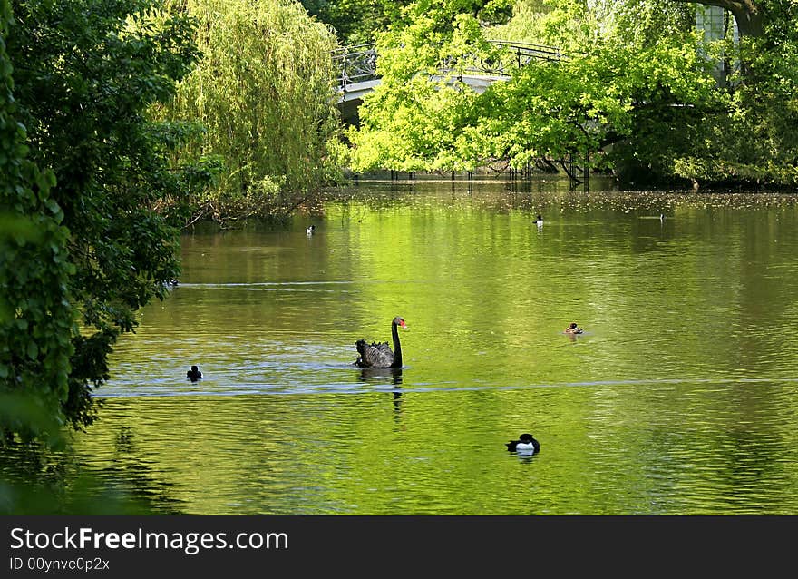 Green lake with black swan