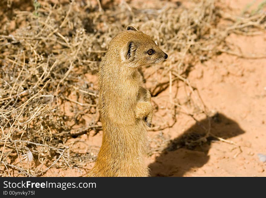 White-tailed mongoose in Kgalagadi Transfrontier Park