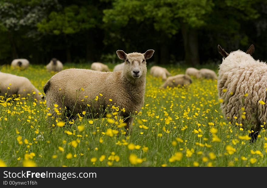 Sheep in buttercups