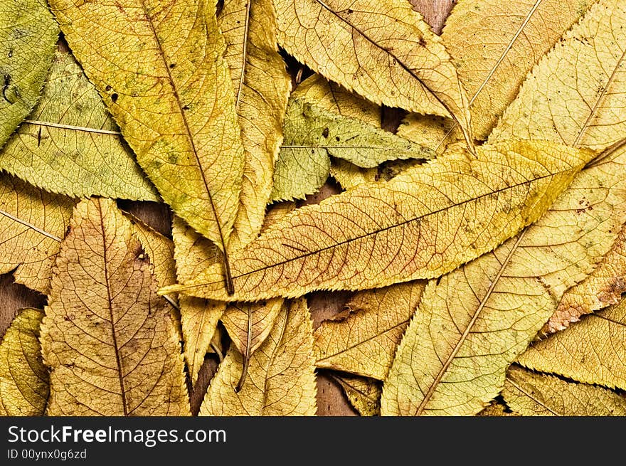 Autumn leaves, close up shot. Autumn leaves, close up shot.