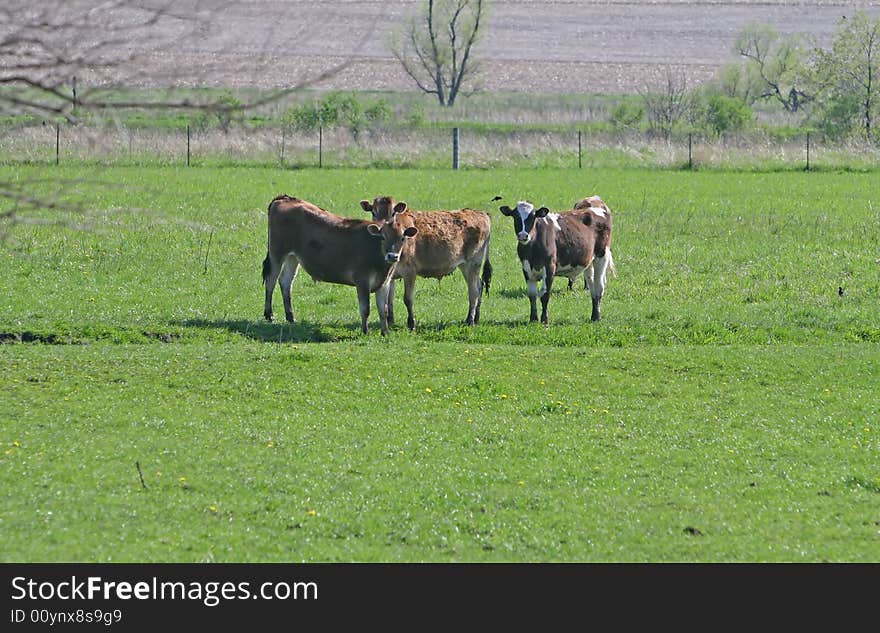 Cows in a field of grass. Cows in a field of grass