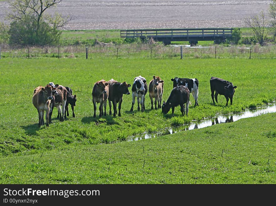 Cows in a field of grass by a stream of water. Cows in a field of grass by a stream of water