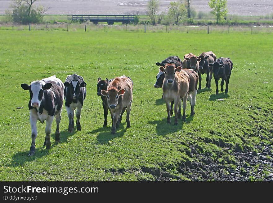 Cows in a field of grass. Cows in a field of grass