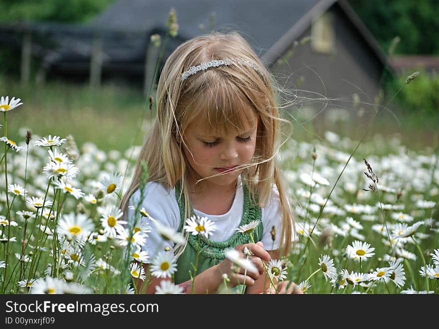 Little girl sitting in the middle of a daisy field. Little girl sitting in the middle of a daisy field.