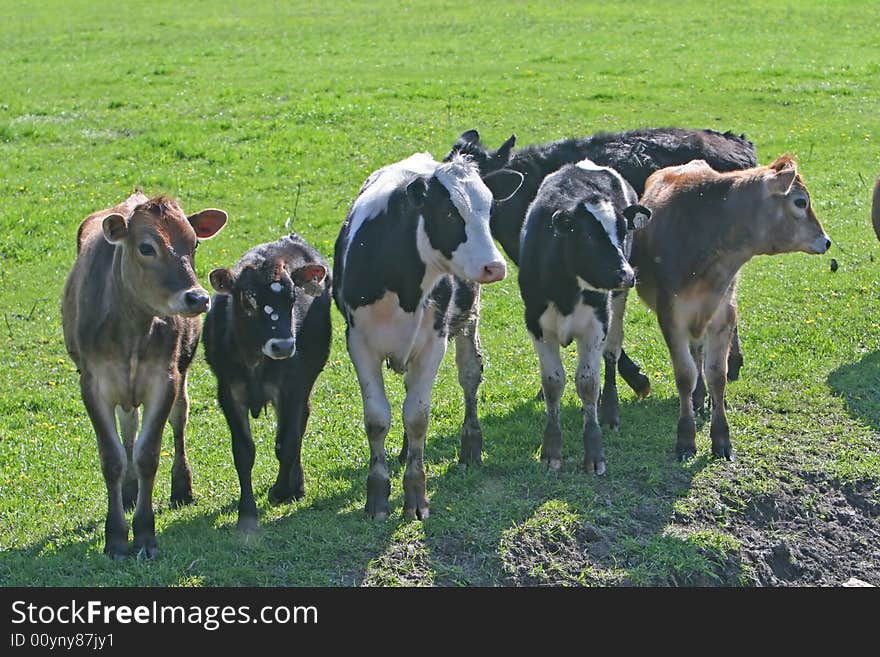 Cows in a field of grass. Cows in a field of grass