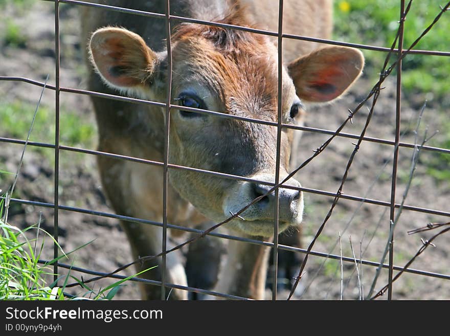 Calf looking through a wire fence. Calf looking through a wire fence