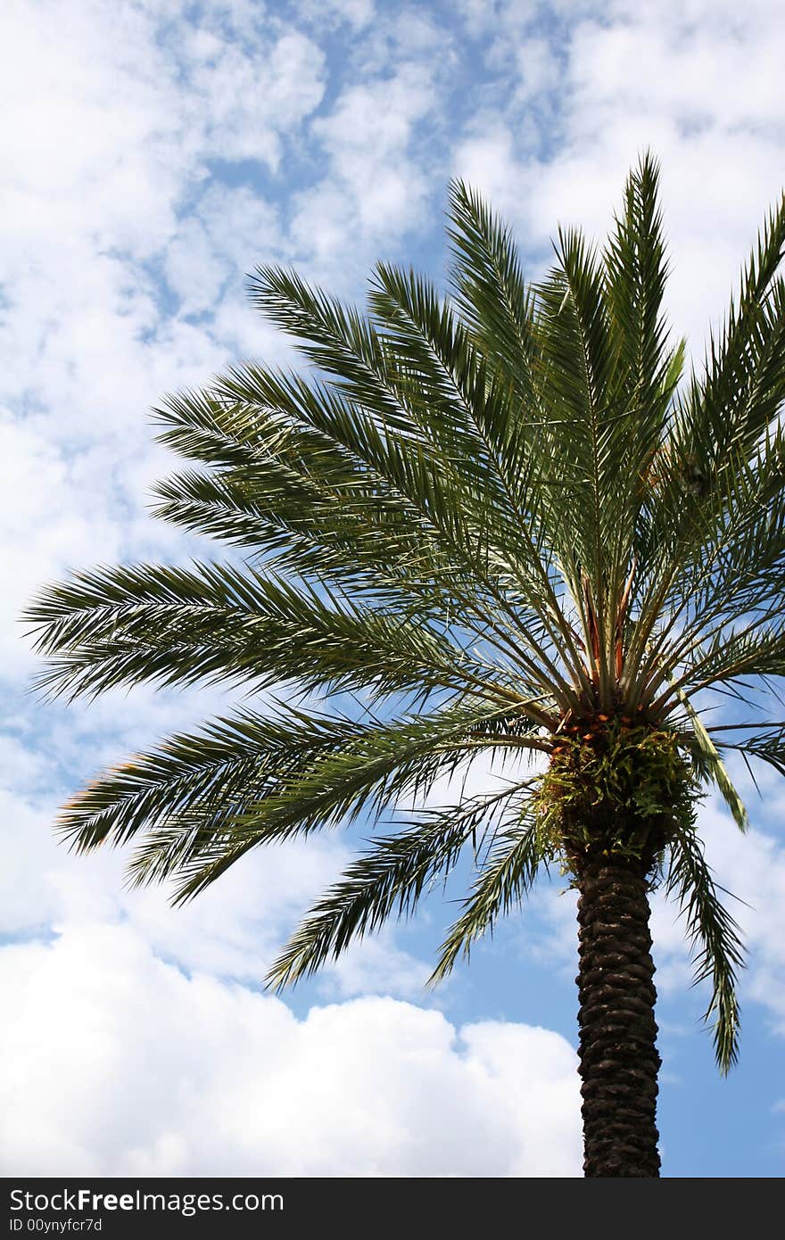 Palmtree and sky