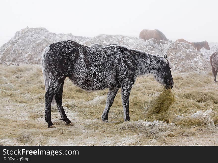 Black quarter horse mare in winter covered with white frost eating hay