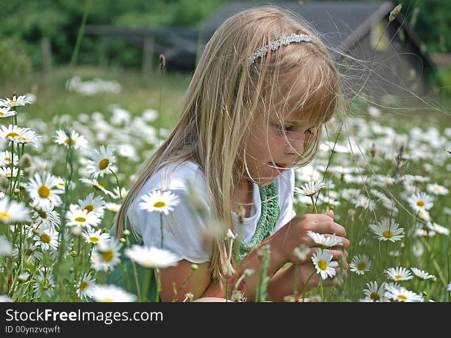 Picking Daisies