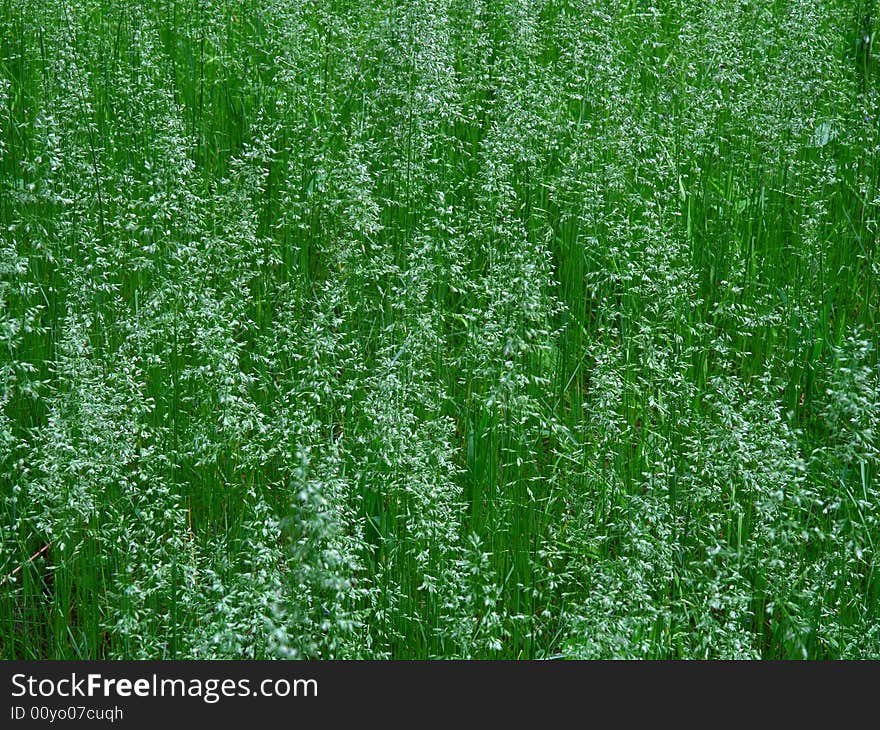 Fresh grass in Minnesota park