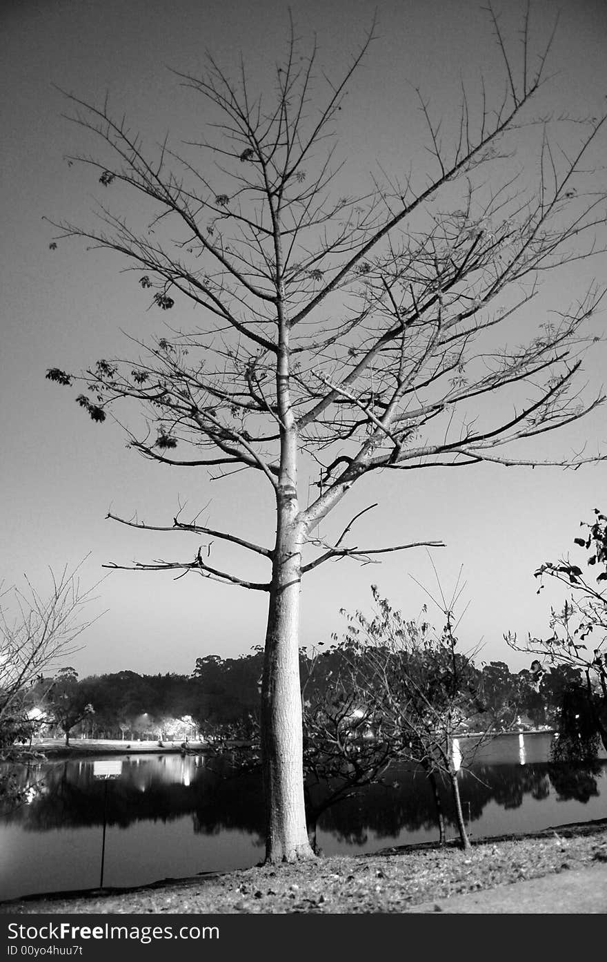 Tree Near a Lake-Black and White Photo-Vertical