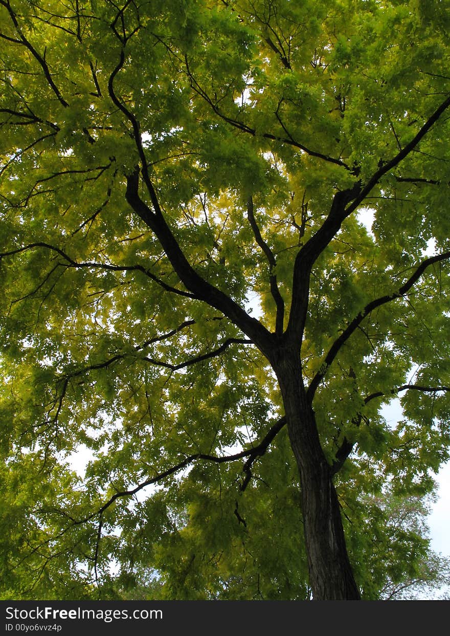 Green tree viewed from under