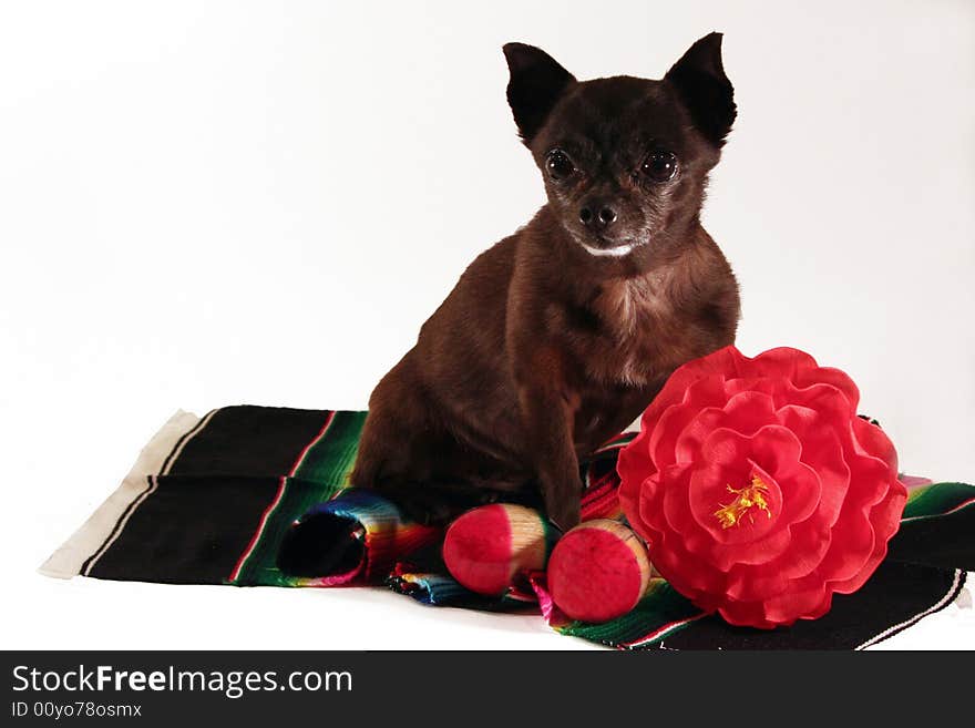 Mexican Chihuahua with colorful blanket (serape), red flower, and maracas.
