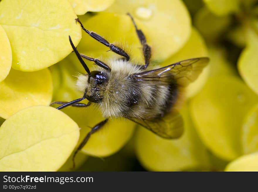 Bee crawling on flower