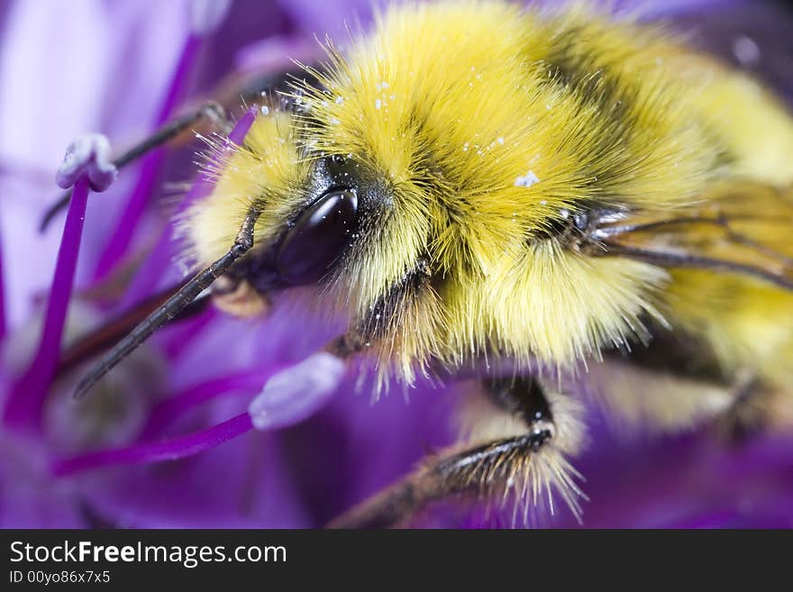 Closeup of bumble bee gathering pollen.  Found near Seattle