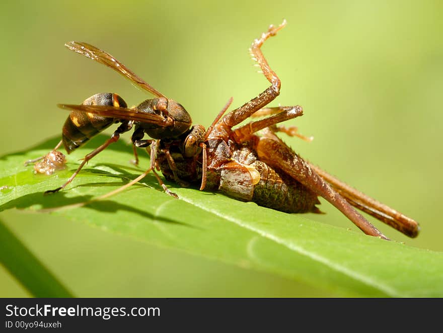 The successful capture of food can feed the. The successful capture of food can feed the.