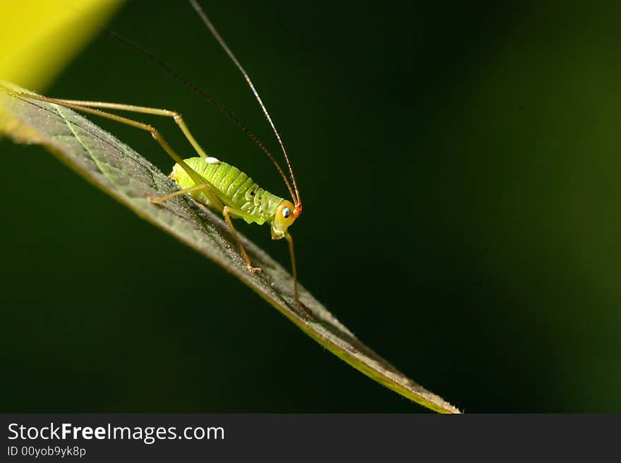 Tettigonioidea