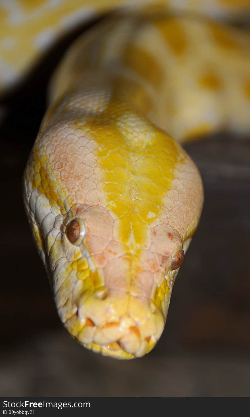 Male Burmese Python Snake Waiting its Meal. Male Burmese Python Snake Waiting its Meal