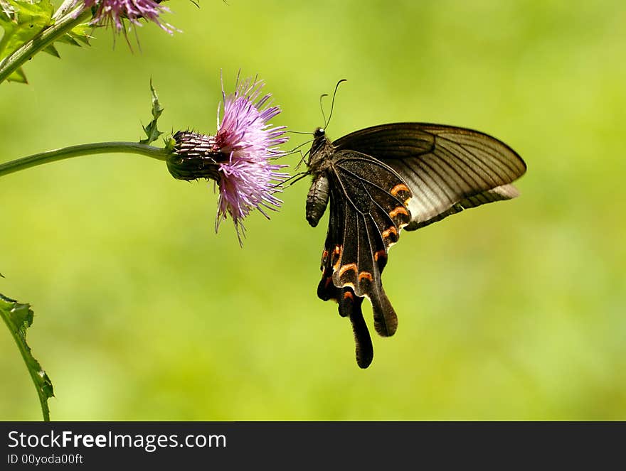 Butterfly [Achillides bianor (Cramer)]. Draw nectar in the air. Butterfly [Achillides bianor (Cramer)]. Draw nectar in the air.