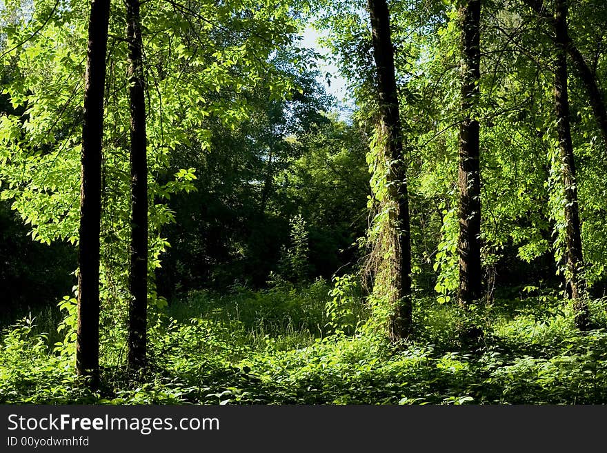 An image of a green plant in a park. An image of a green plant in a park