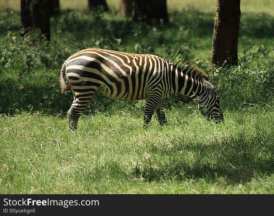 Zebra eating grass in Kenya Africa