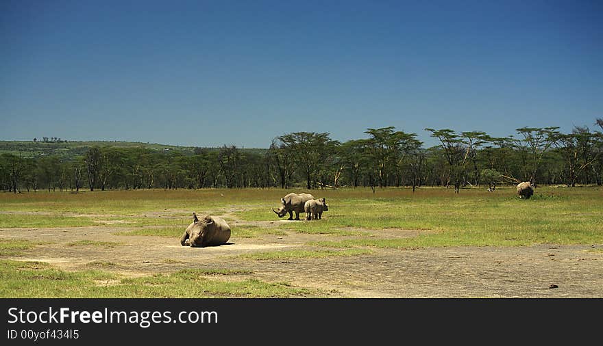 White rhino at lake Nakuru Rift Valley Kenya