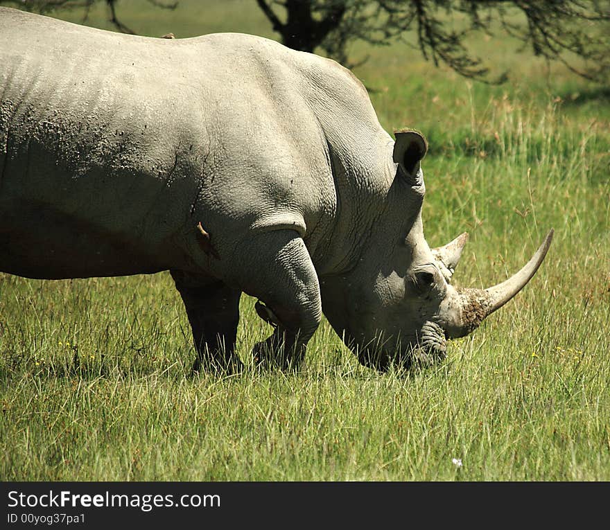 White Rhino And Birds