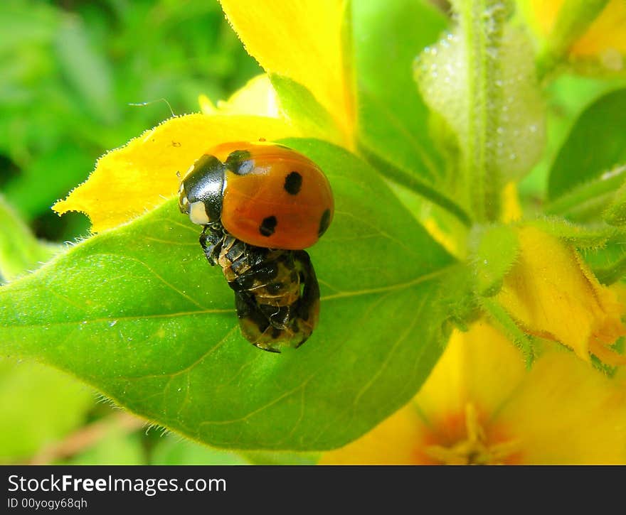 Freshly changed ladybird from the larva to the insect. Freshly changed ladybird from the larva to the insect