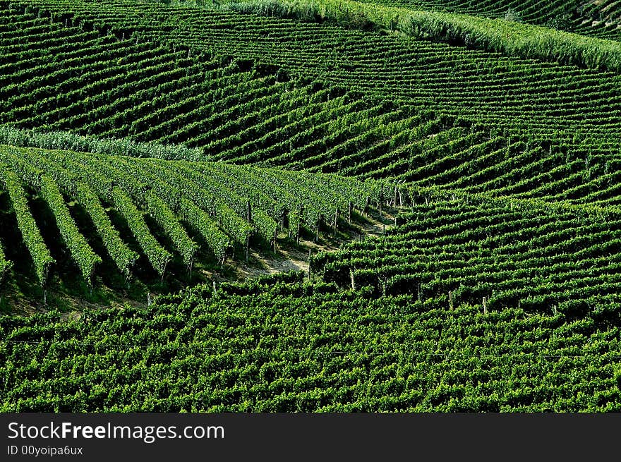 Raws of white grapes in italian hills. Raws of white grapes in italian hills