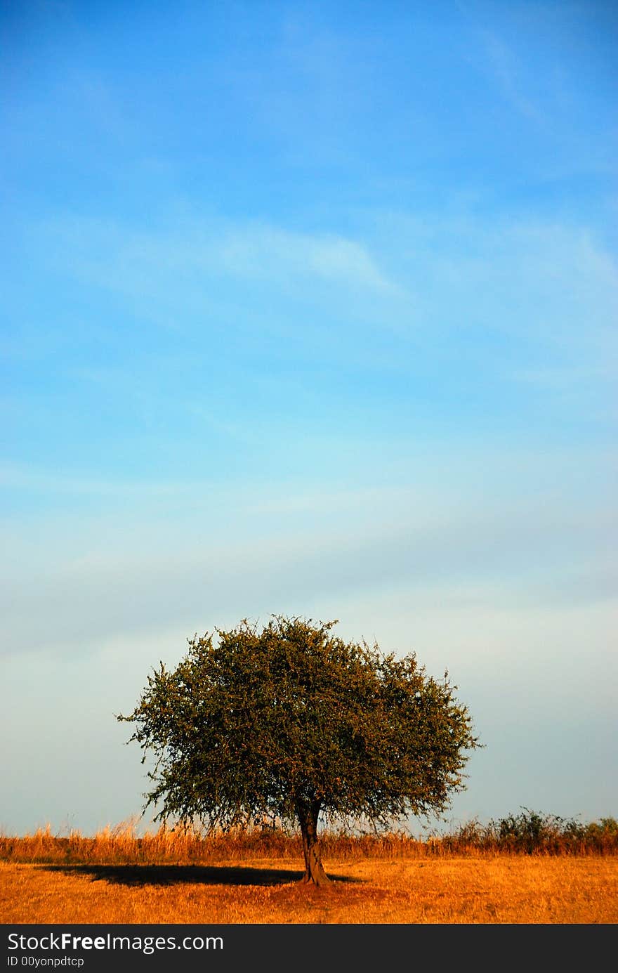 Lonely tree