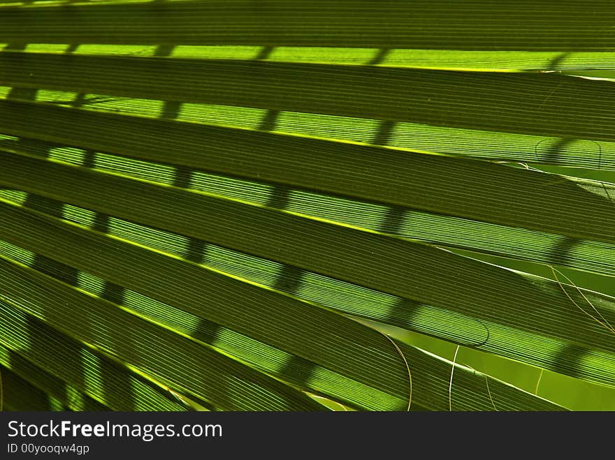 Lines of palm leaf at sun. Lines of palm leaf at sun