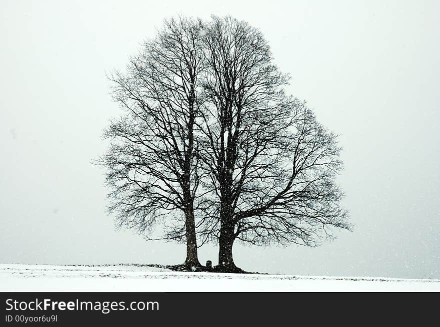 Isolated tree during snowfall in winter. Isolated tree during snowfall in winter