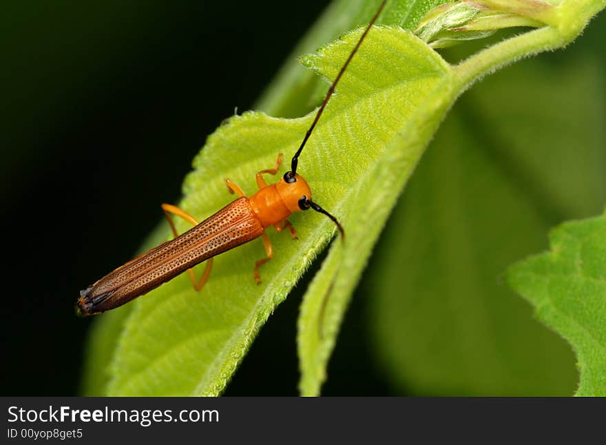 Cerambycidae(Oberea fuscipennis )