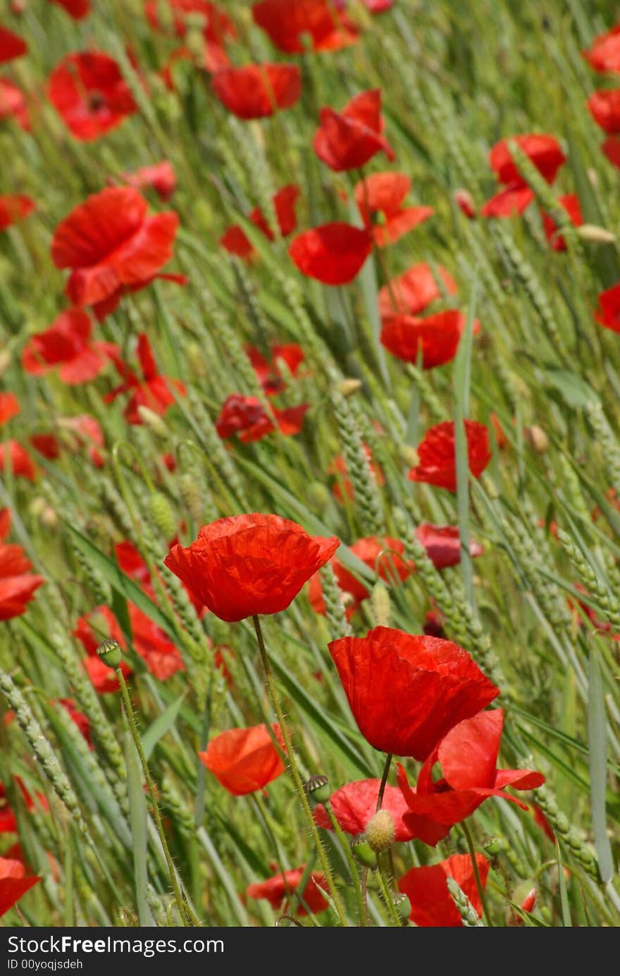 Summer Colors - Crop Field Full of Poppys