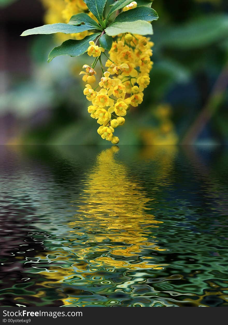 Branch of a tree with yellow colors reflecting on a water